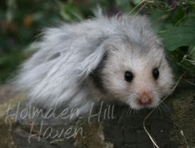 Gunner- Dark Grey Umbrous Longhaired Male Syrian Hamster